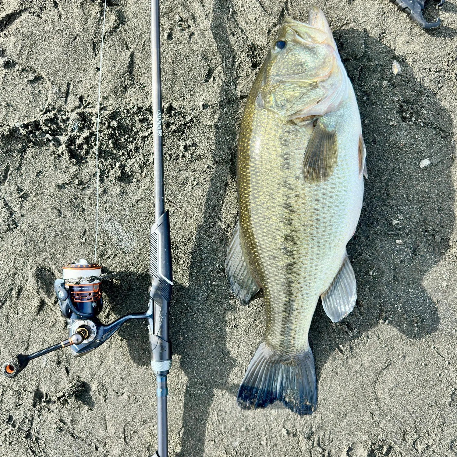 Largemouth bass caught on Fishbrain
