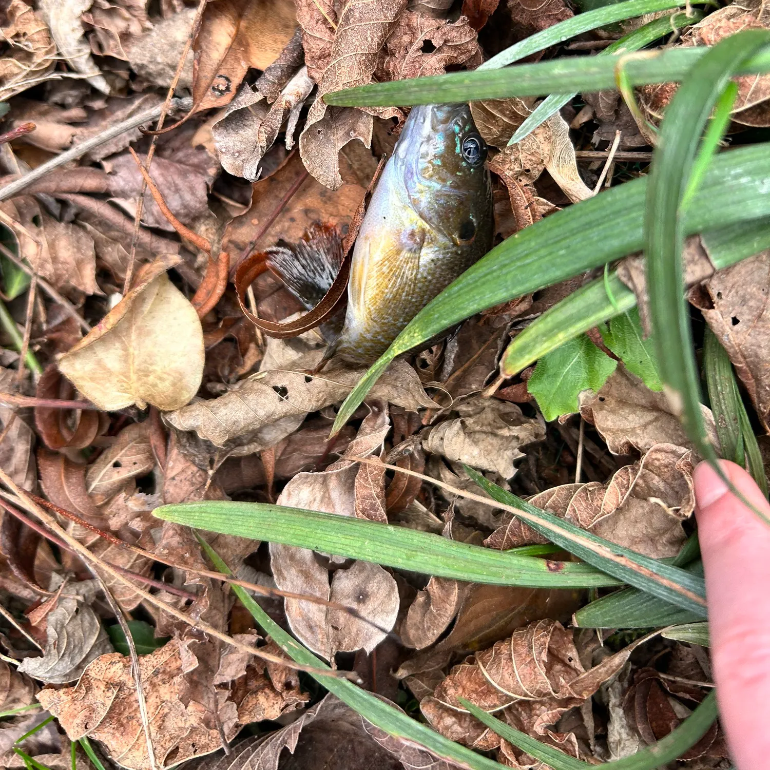 The most recent Greengill hybrid catches on Fishbrain