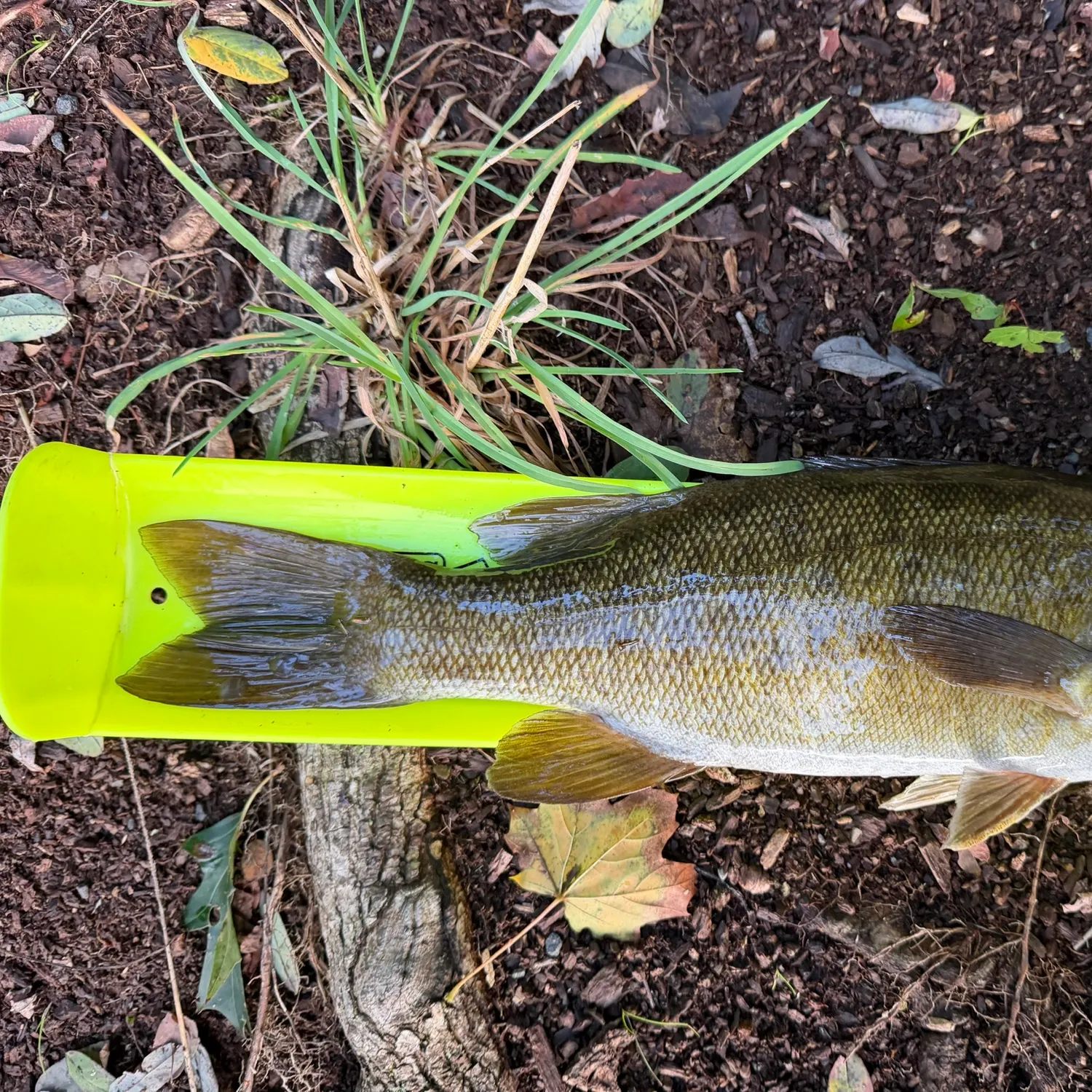 Smallmouth bass caught on Fishbrain