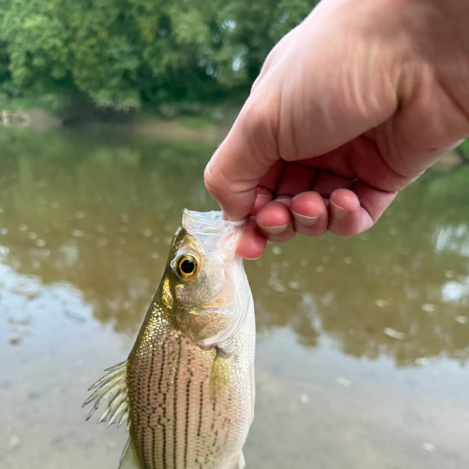 Wiper caught on Fishbrain