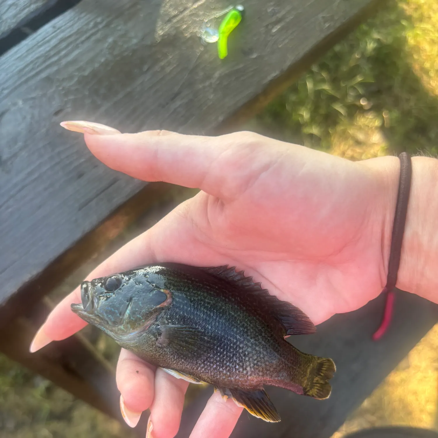 Green sunfish caught on Fishbrain