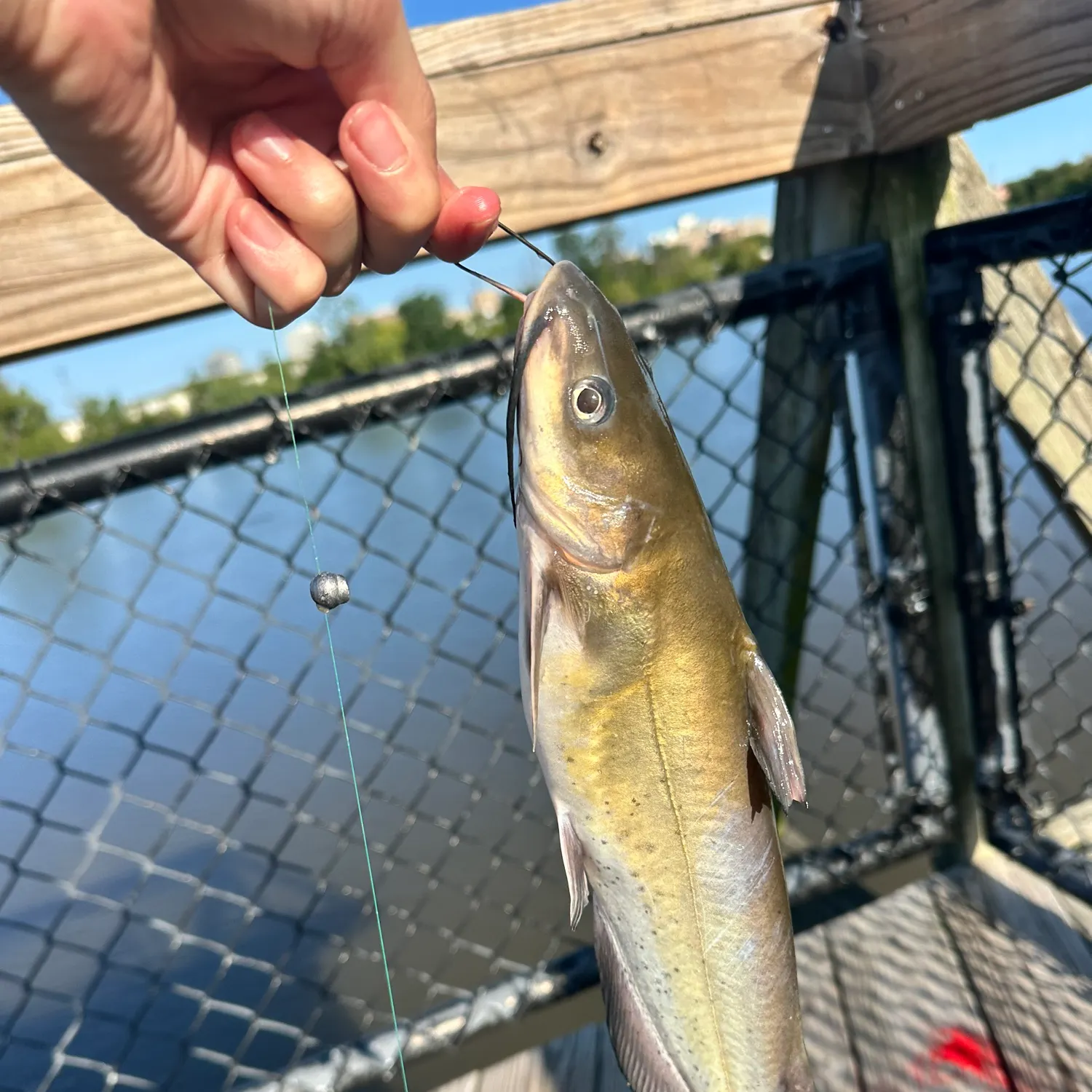 catch
