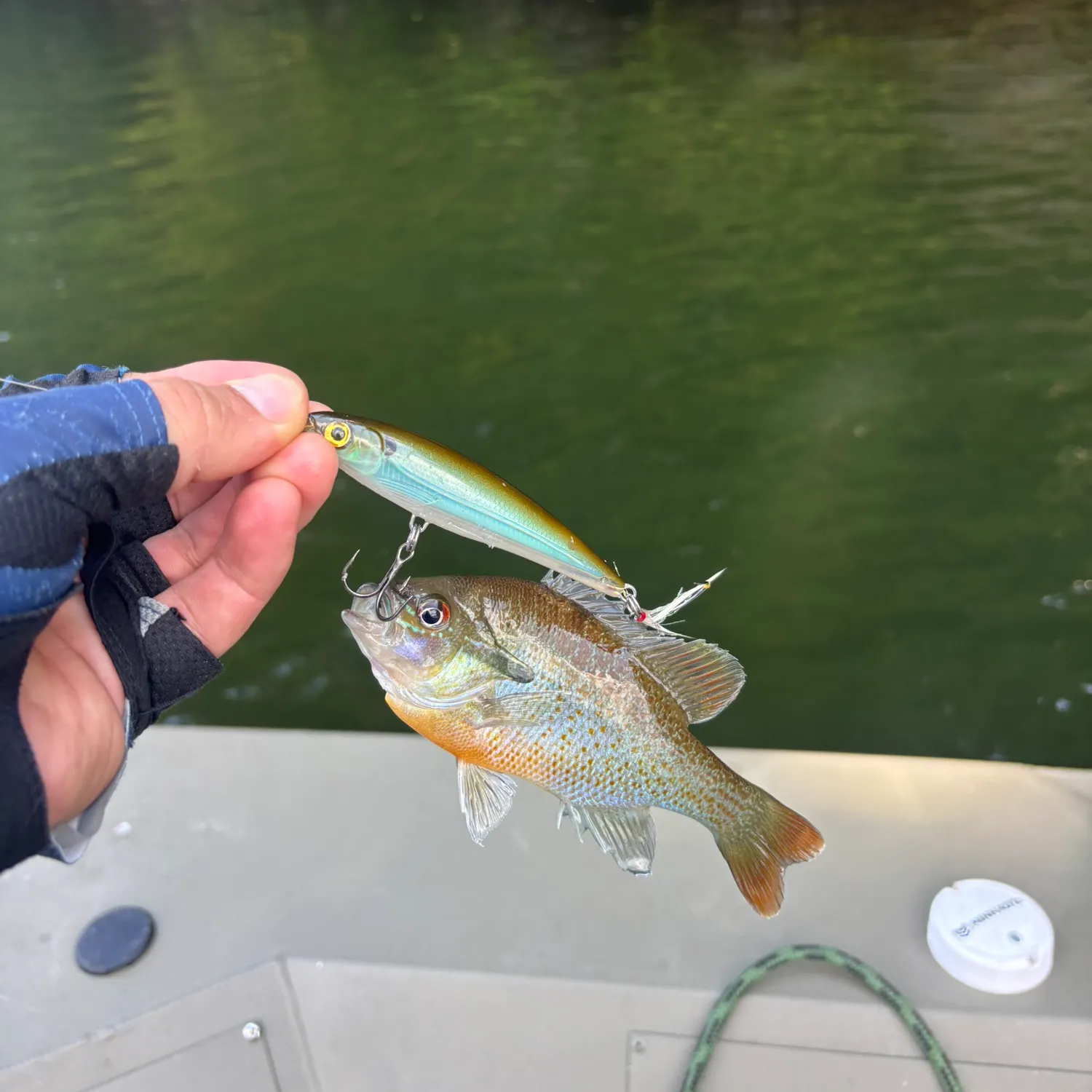 Redbreast sunfish caught on Fishbrain