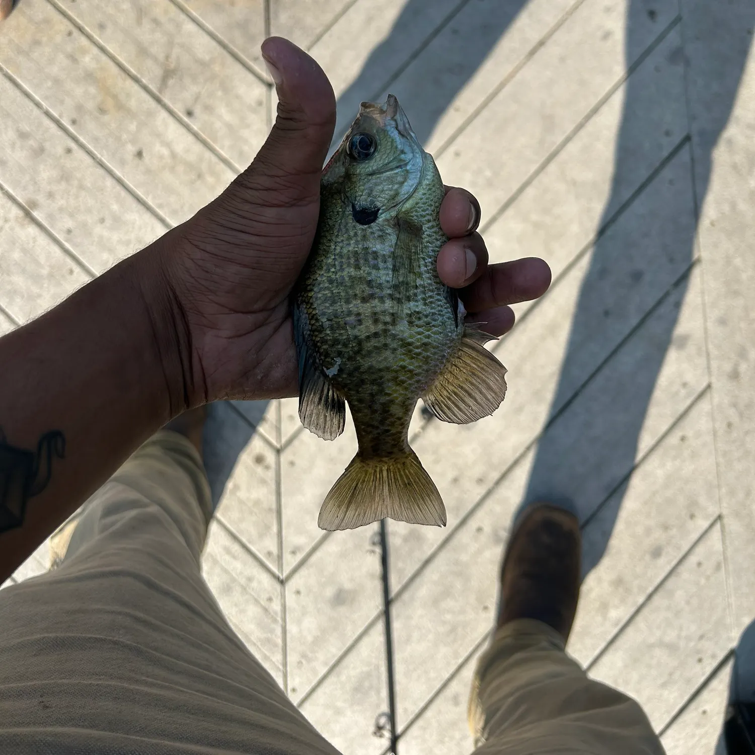 recently logged catches