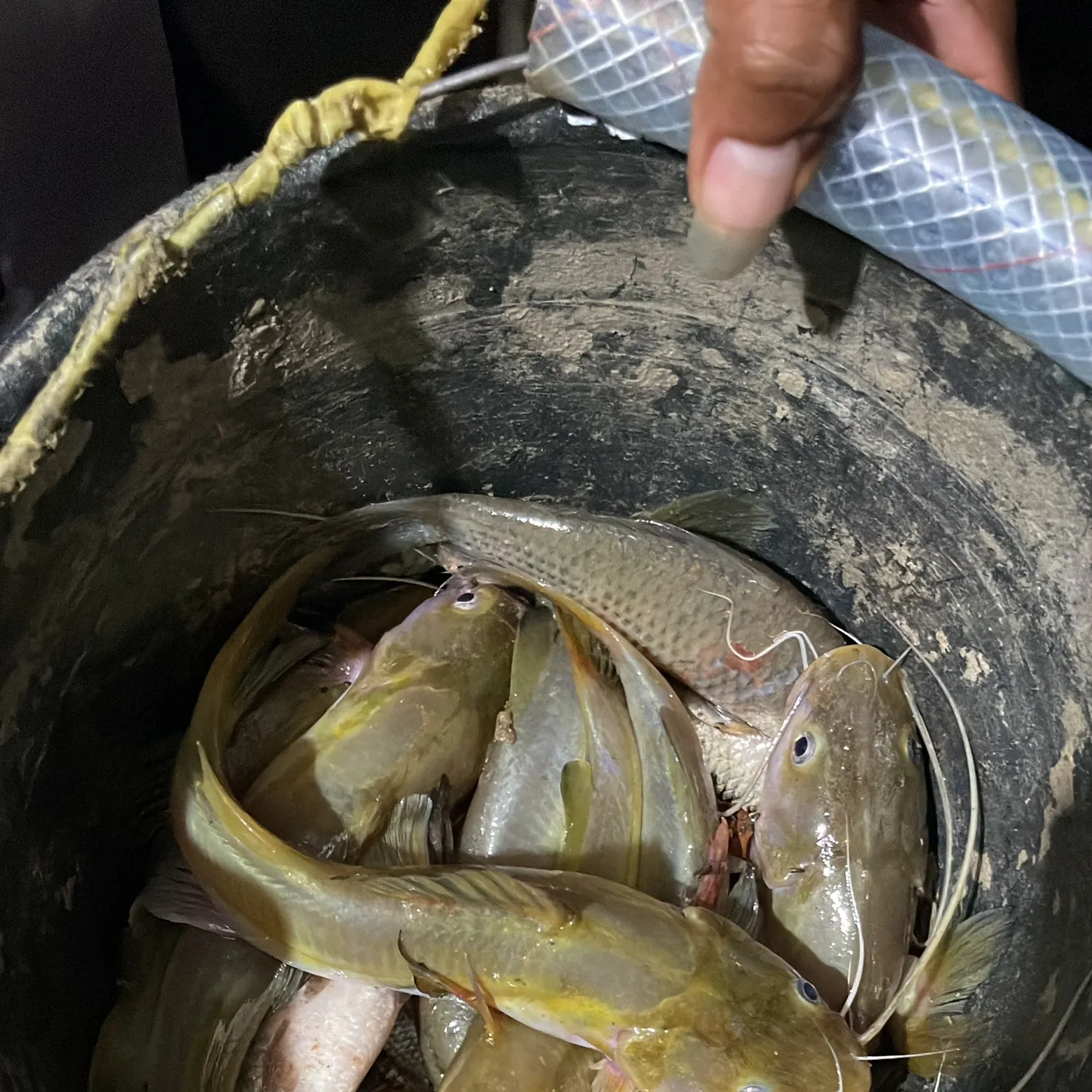 The most recent Asian redtail catfish catches on Fishbrain