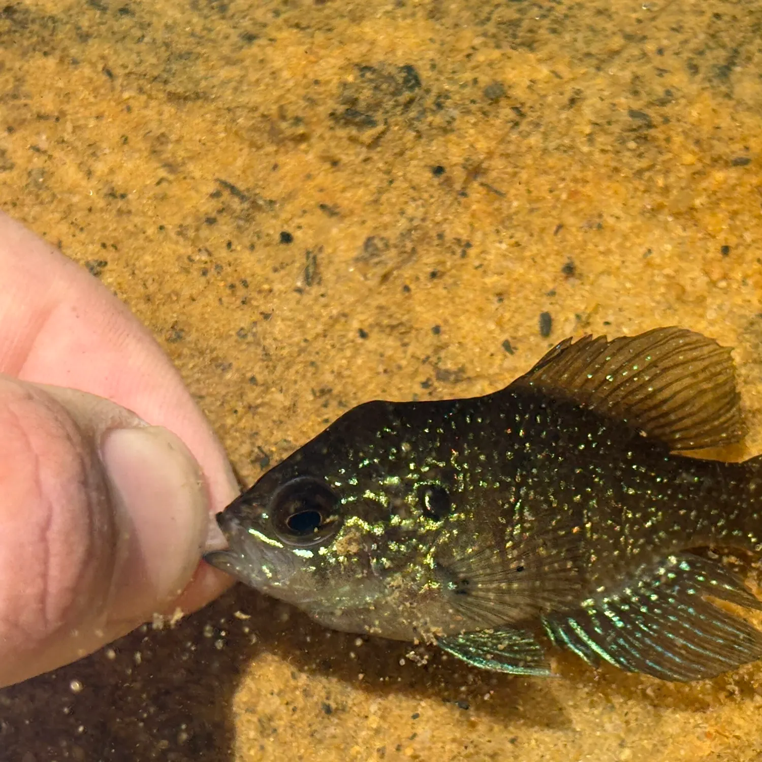 The most recent Bluespotted sunfish catches on Fishbrain
