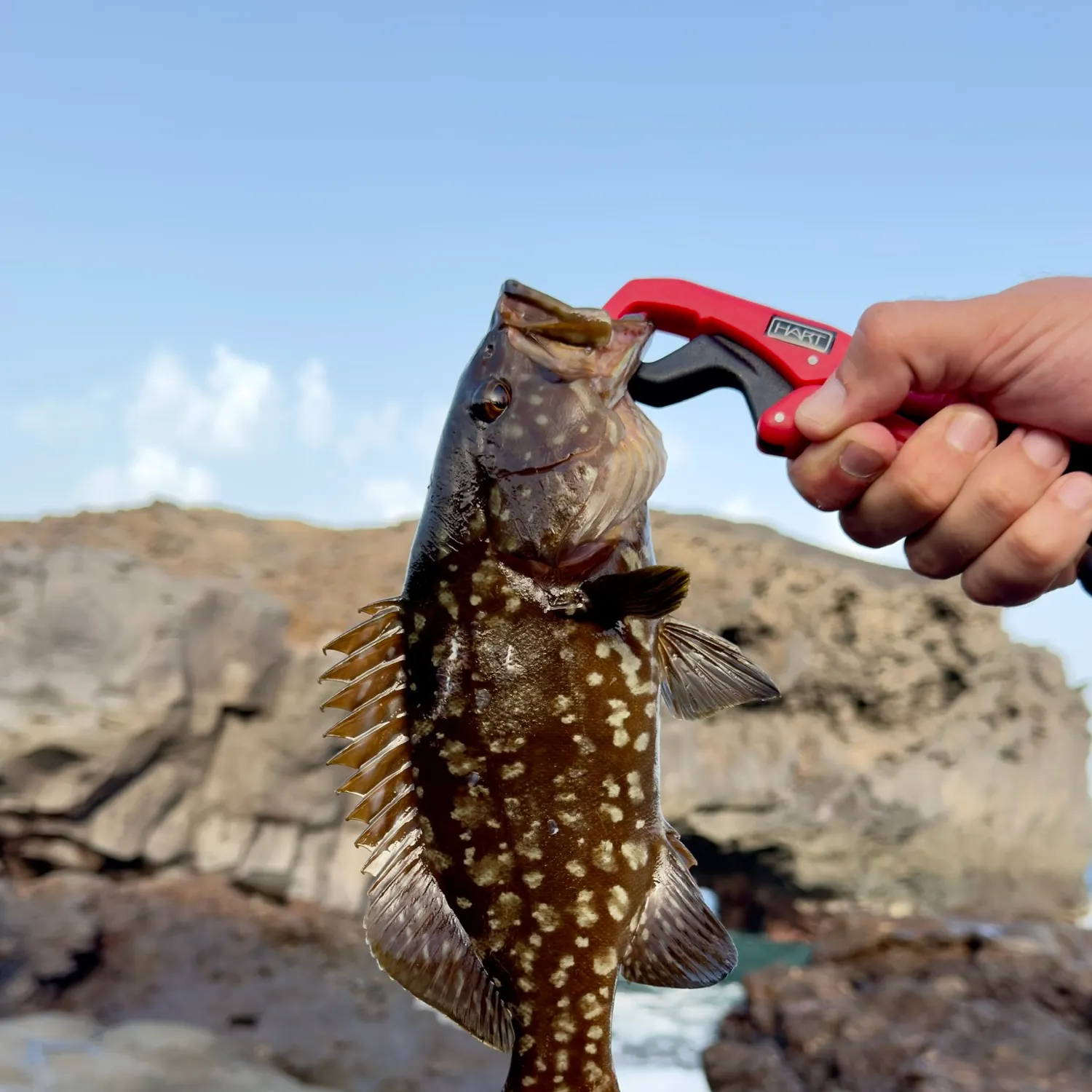 The most recent Island grouper catches on Fishbrain