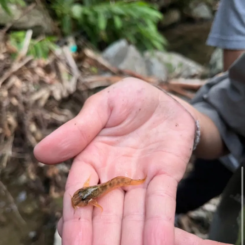 The most recent Sailfin catfish catches on Fishbrain