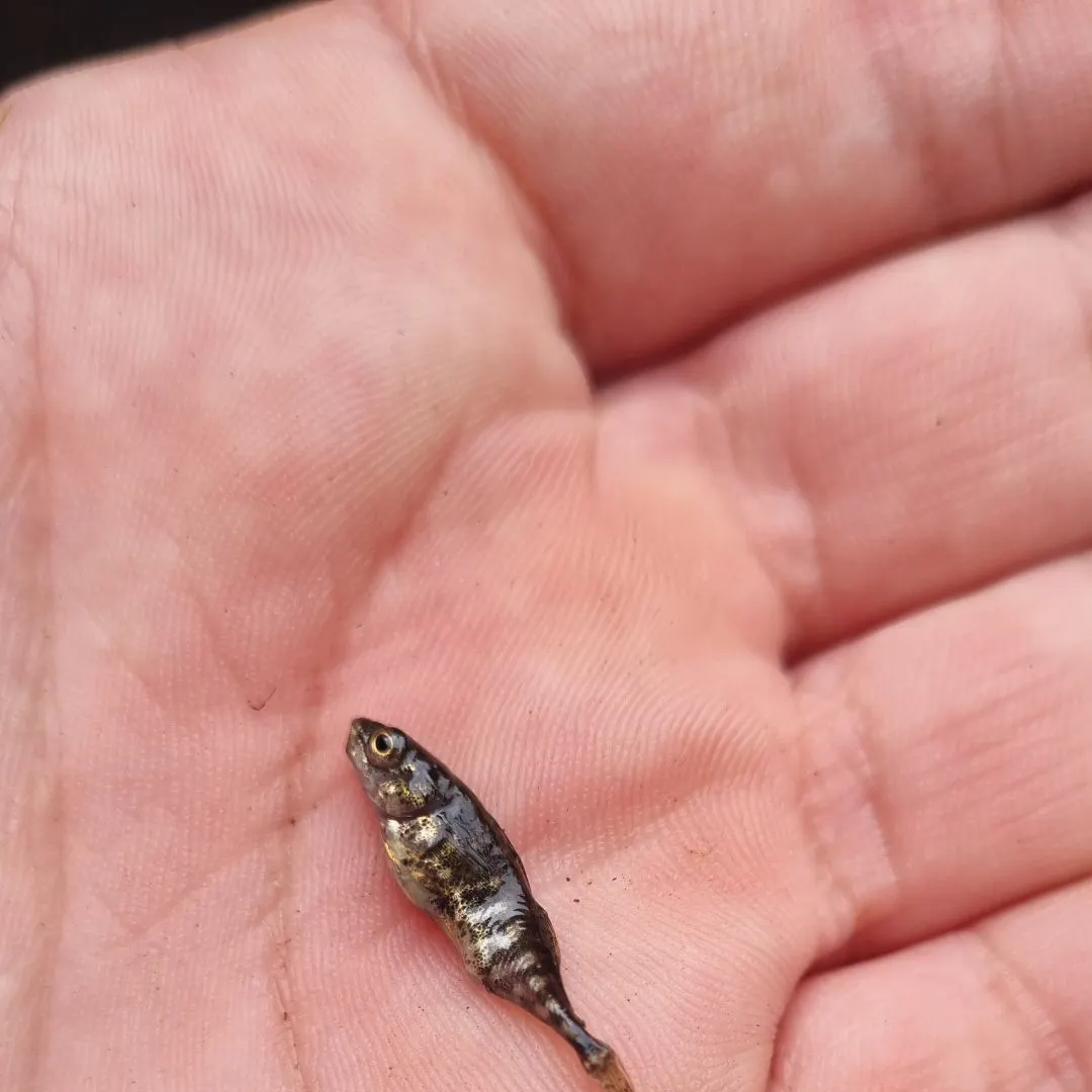 The most recent Three-spined stickleback catches on Fishbrain