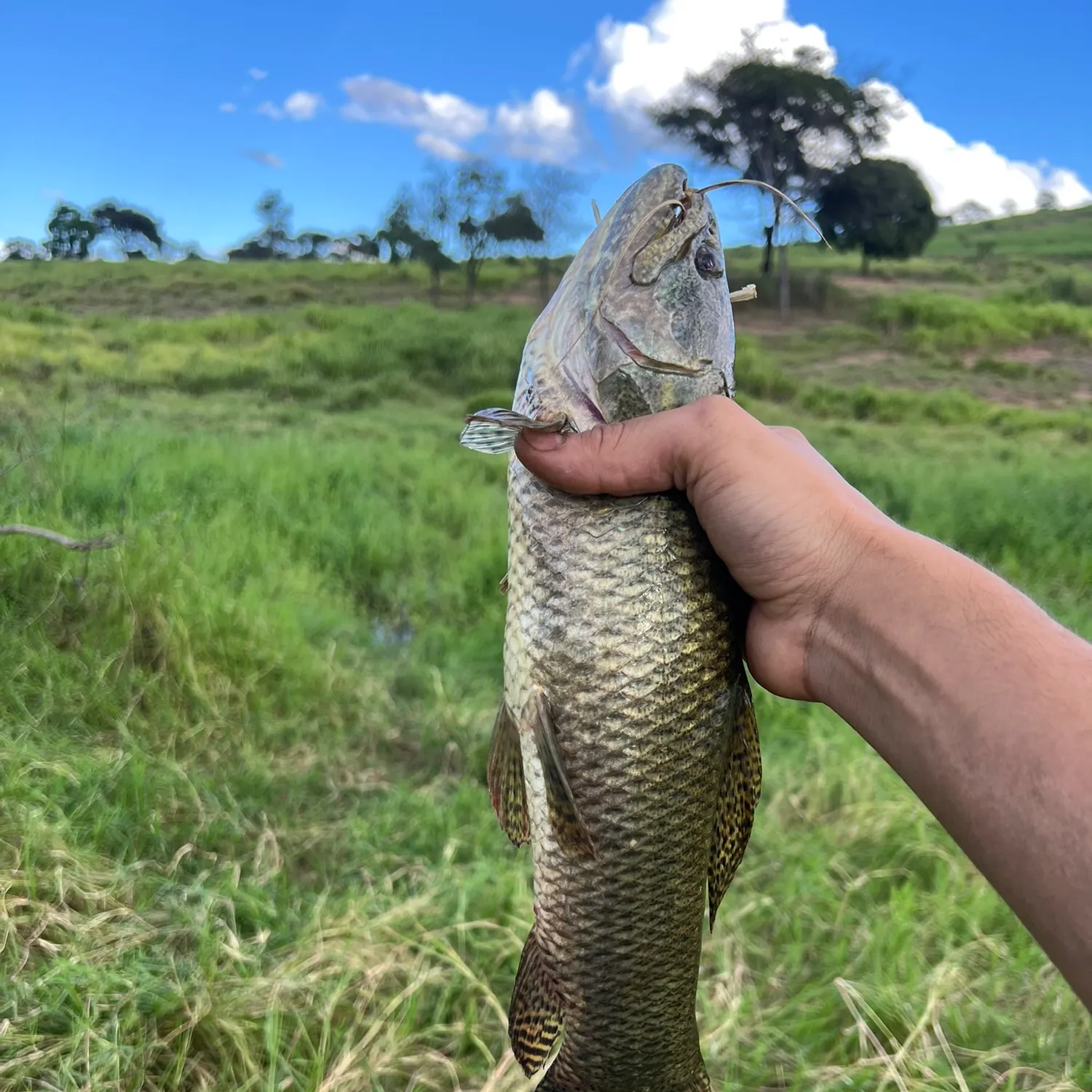 The most recent Trahira catches on Fishbrain