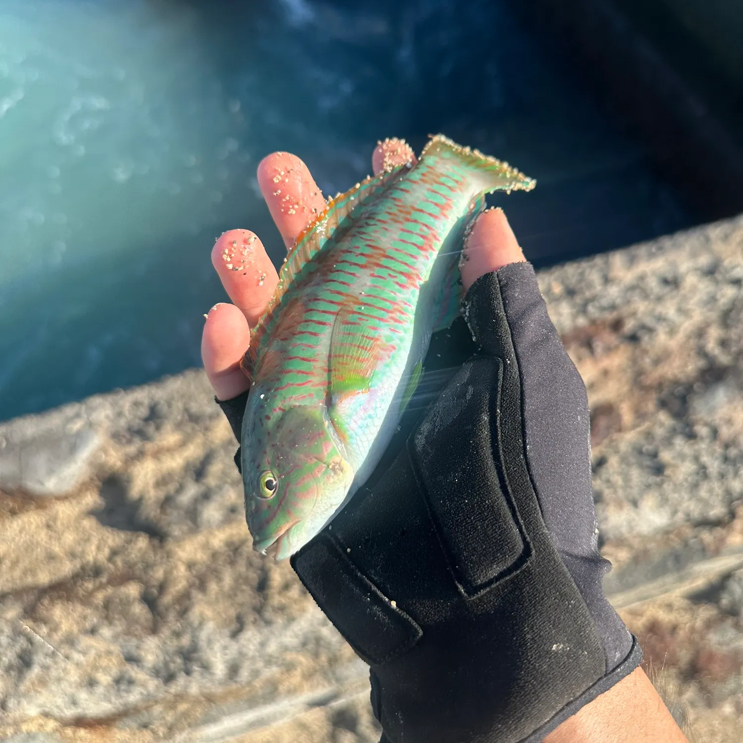 The most recent Christmas wrasse catches on Fishbrain