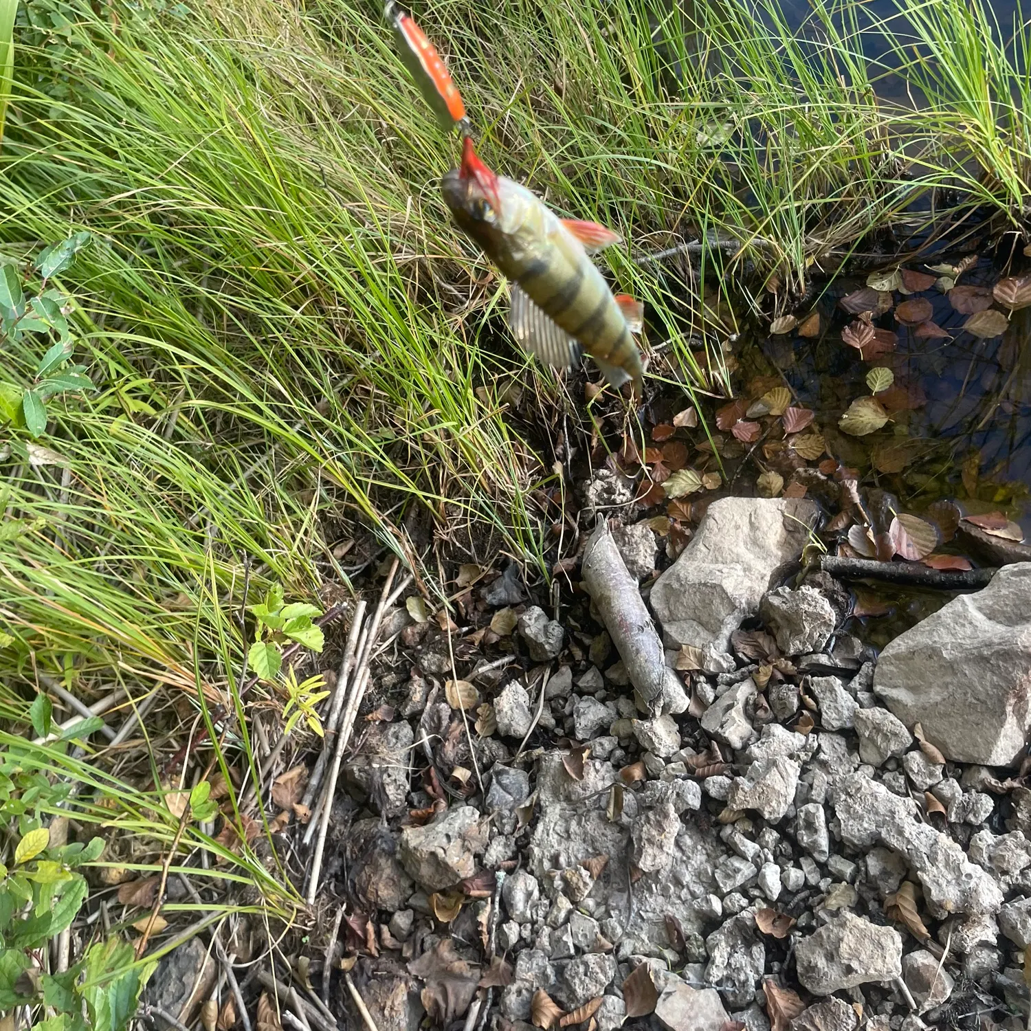European perch caught on Fishbrain