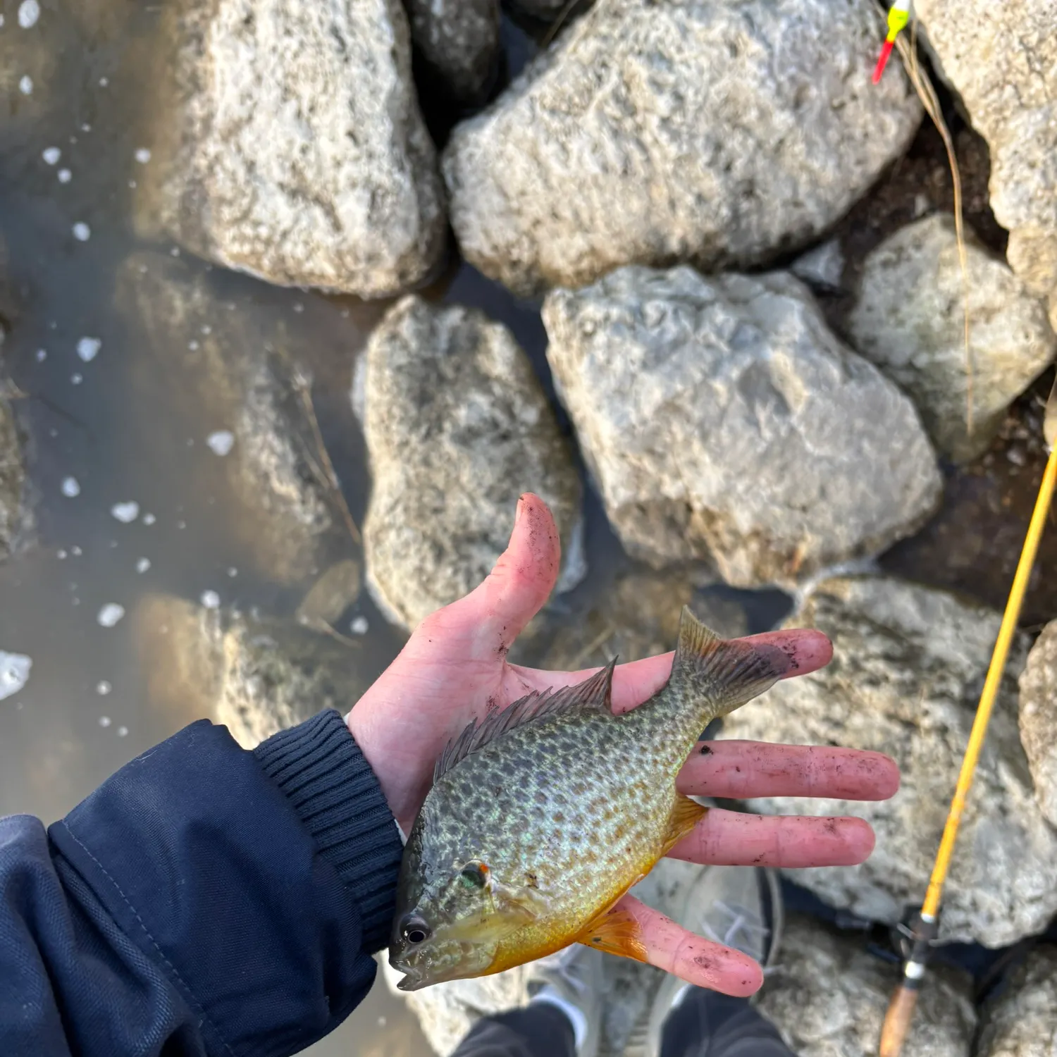 The most recent Pumpkinseed catches on Fishbrain