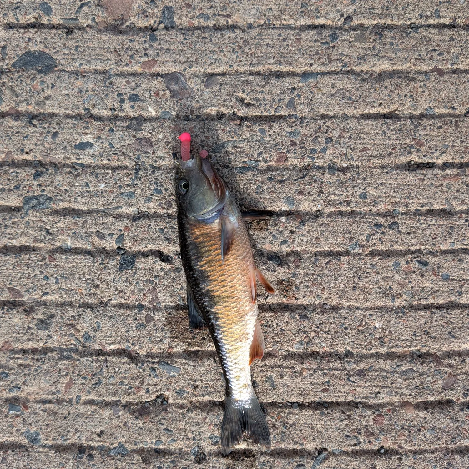 angler catch