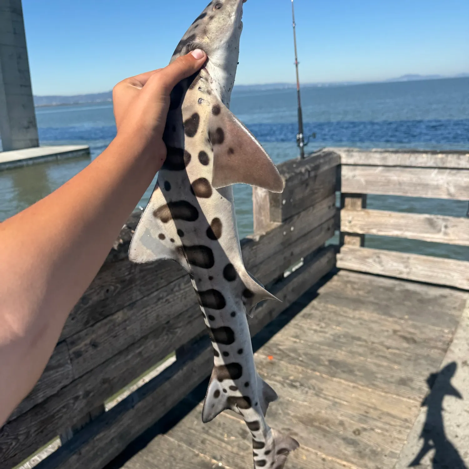Leopard shark caught on Fishbrain