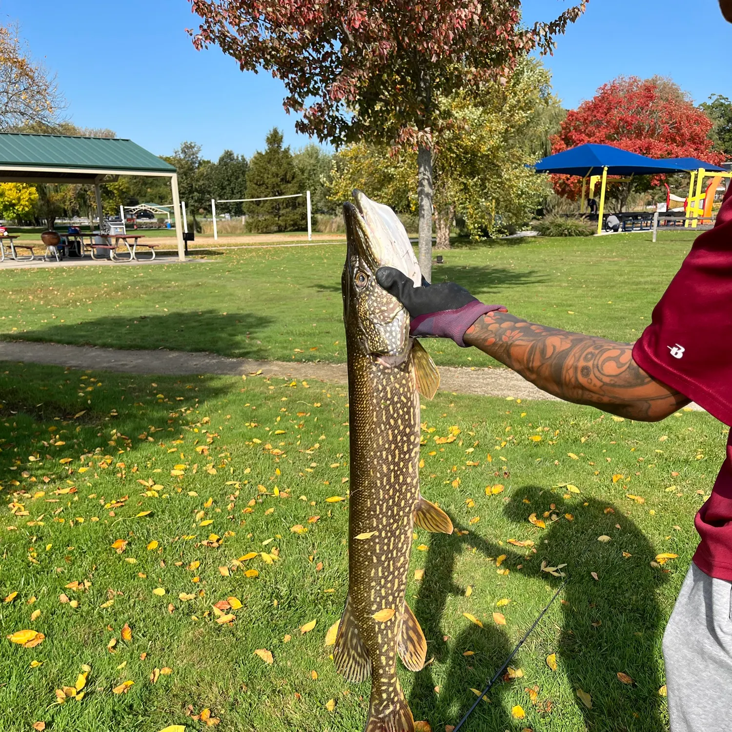 Northern pike caught on Fishbrain
