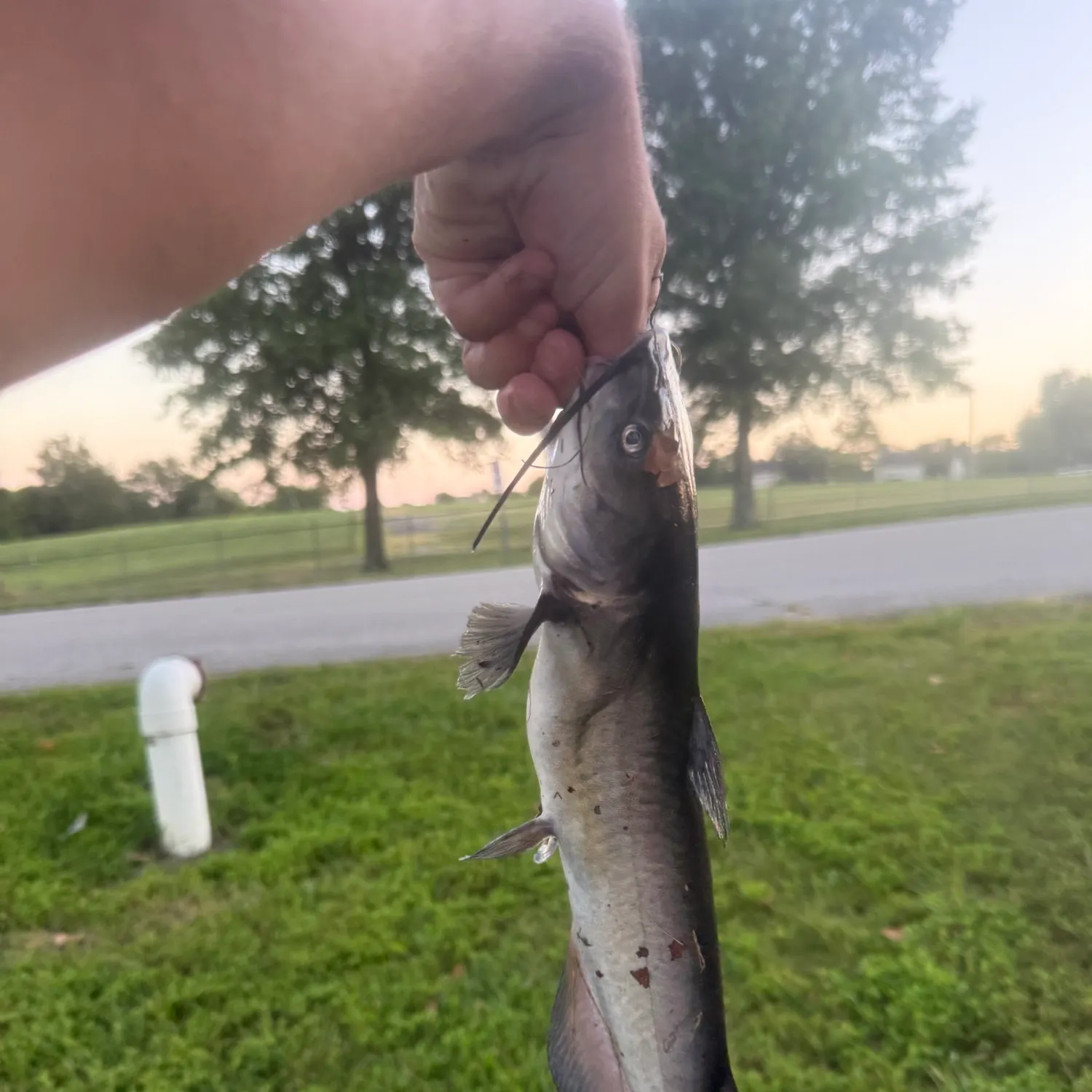 Channel catfish caught on Fishbrain