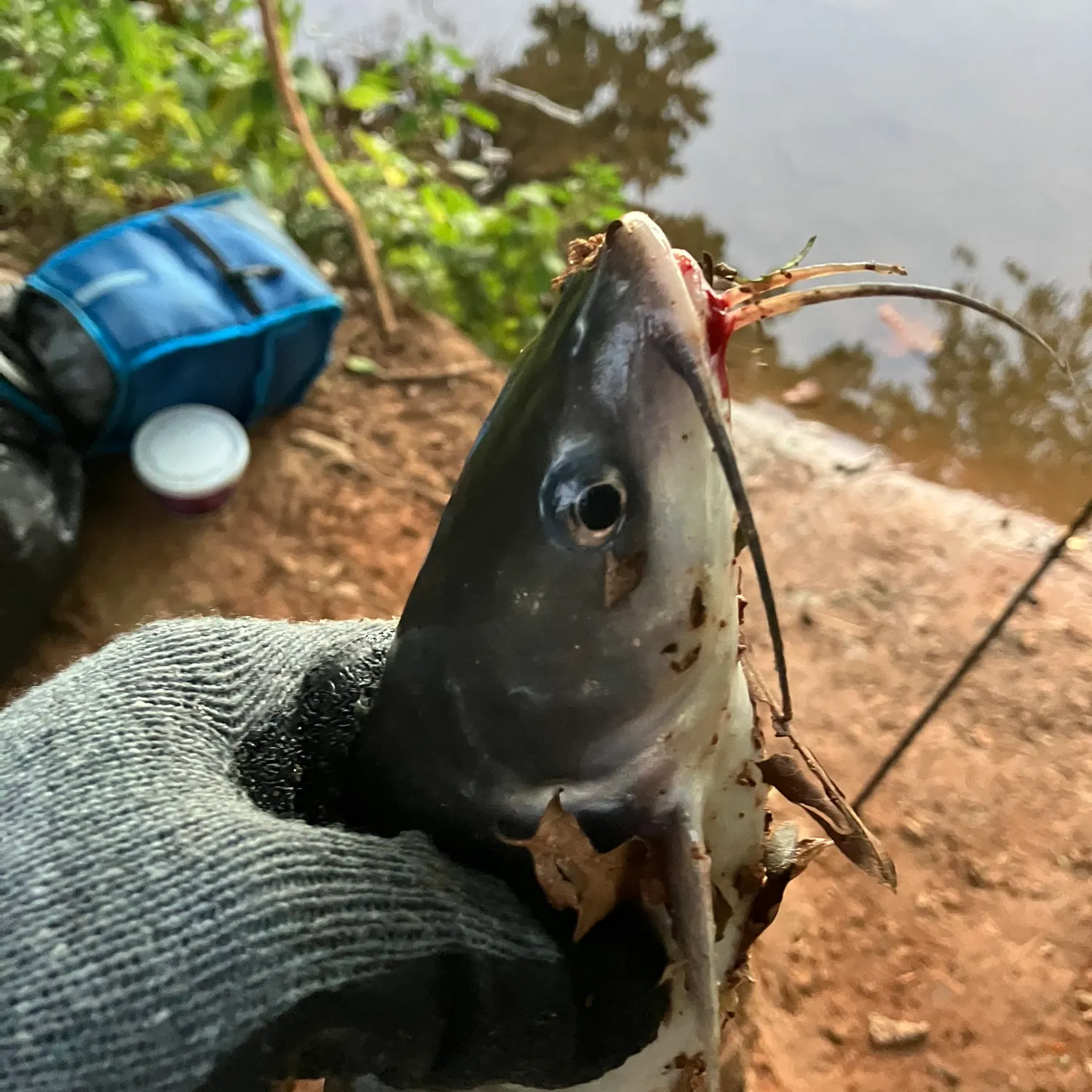 Channel catfish caught on Fishbrain