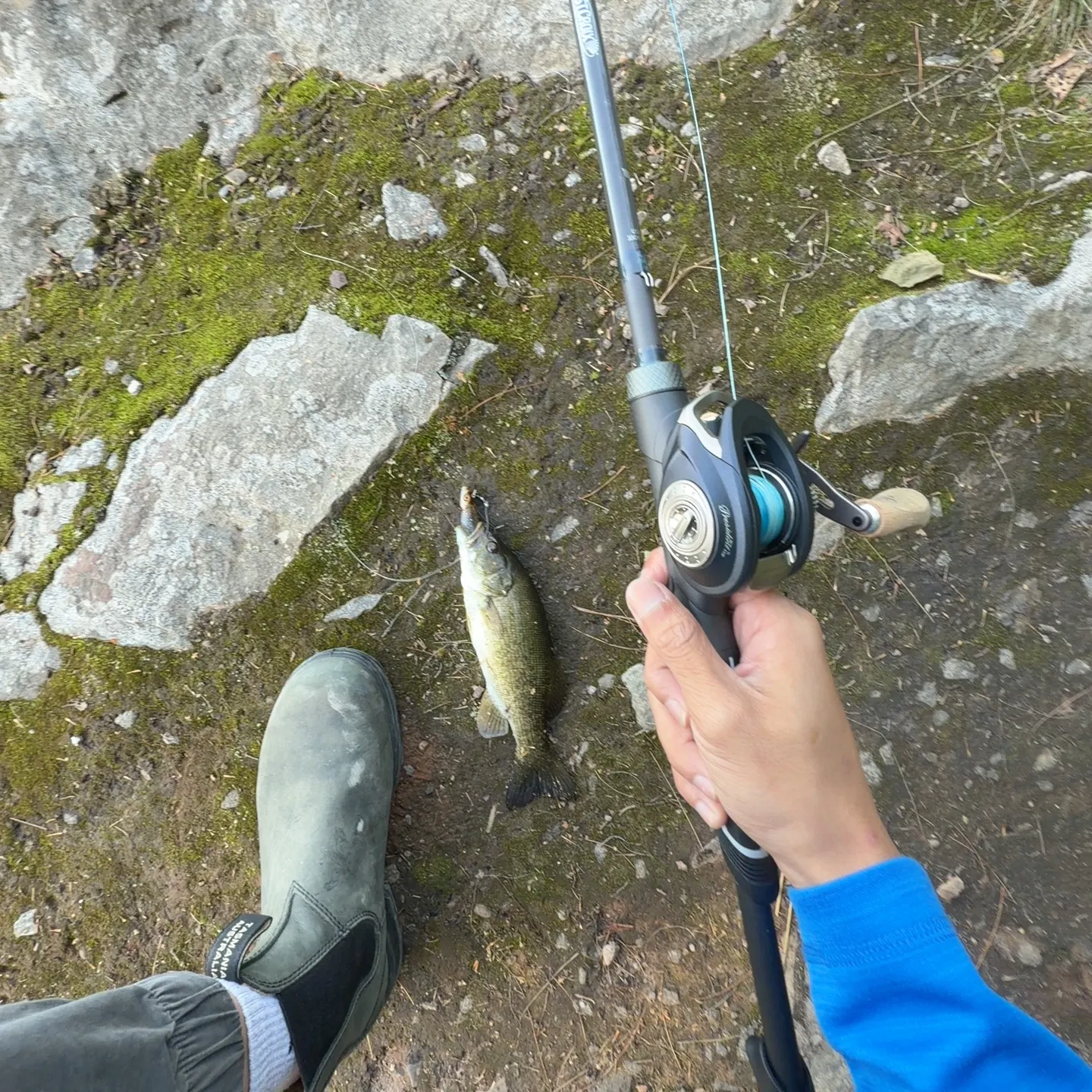Smallmouth bass caught on Fishbrain