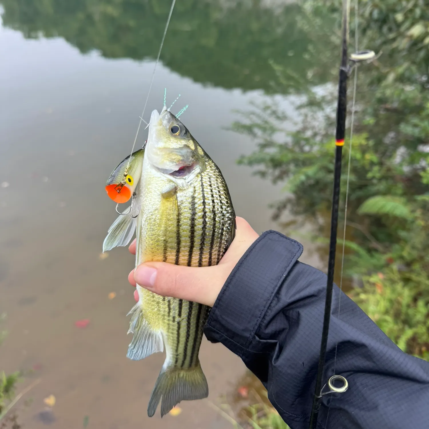 Yellow bass caught on Fishbrain