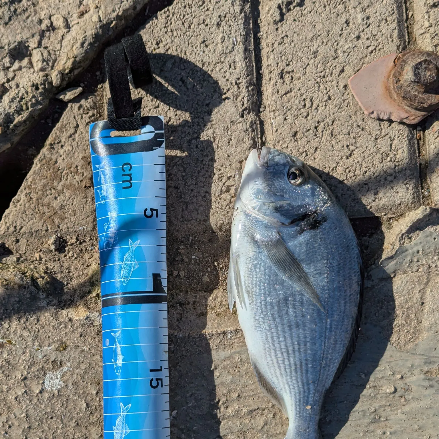 The most recent Gilthead seabream catches on Fishbrain