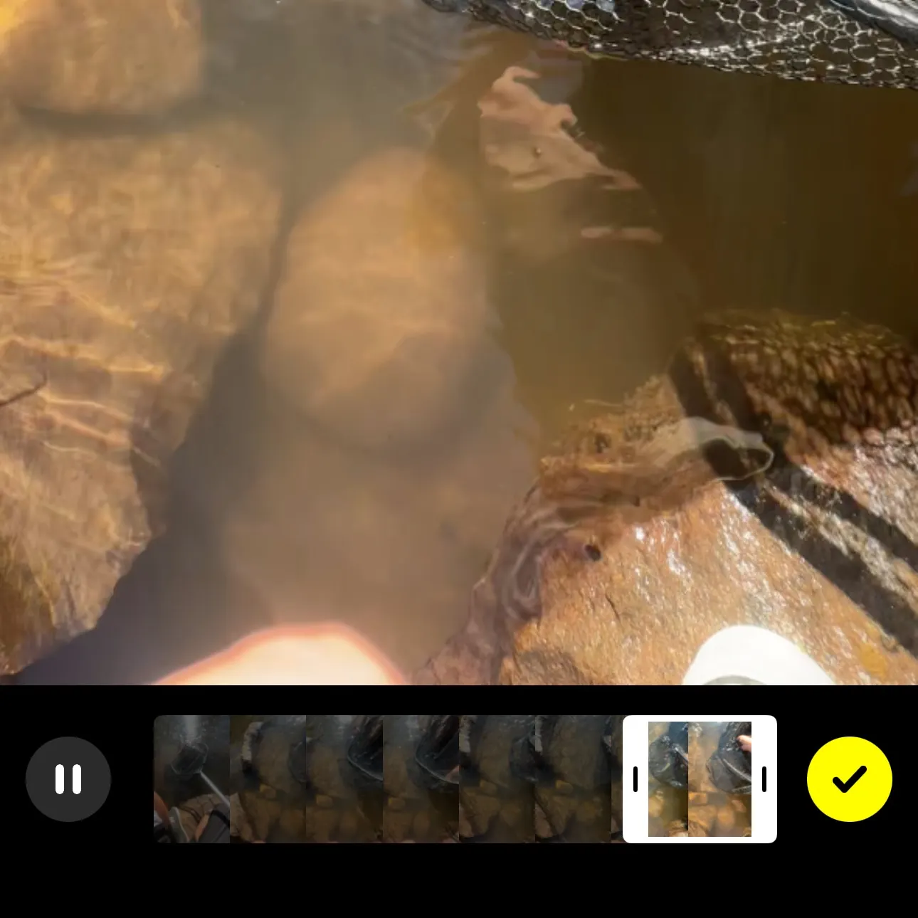 Rainbow trout caught on Fishbrain