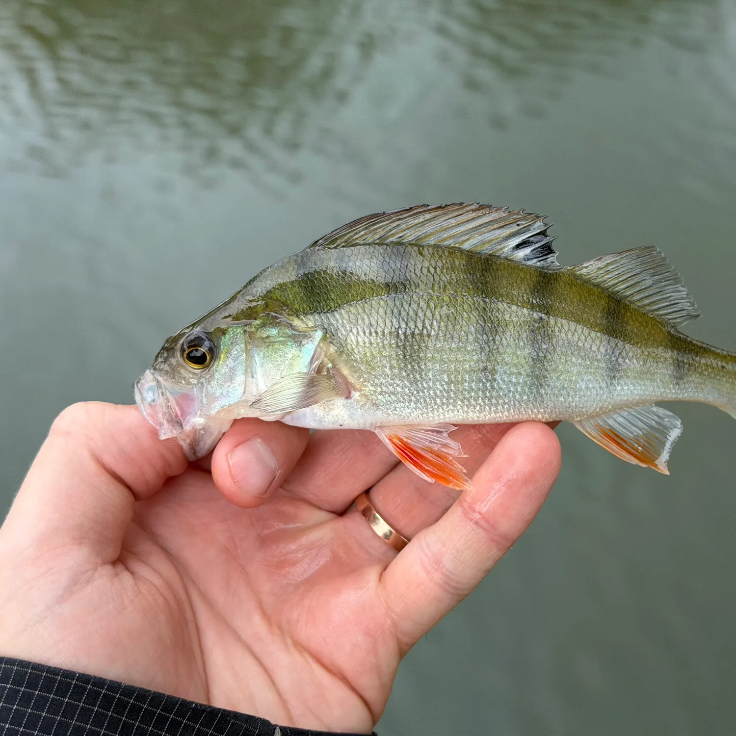 European perch caught on Fishbrain