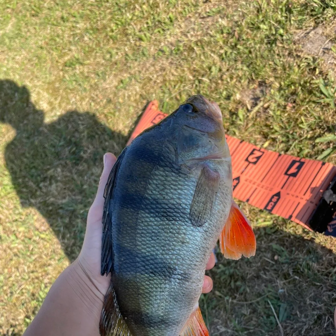 European perch caught on Fishbrain