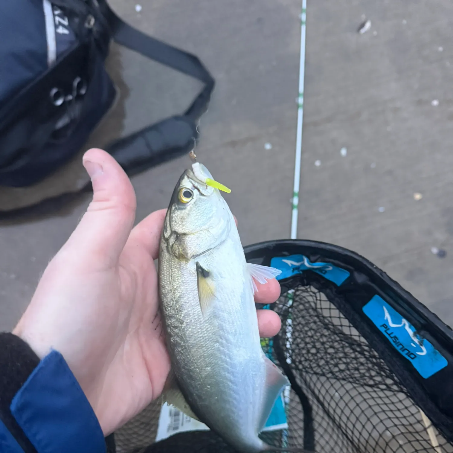 The most recent Bluefish catches on Fishbrain