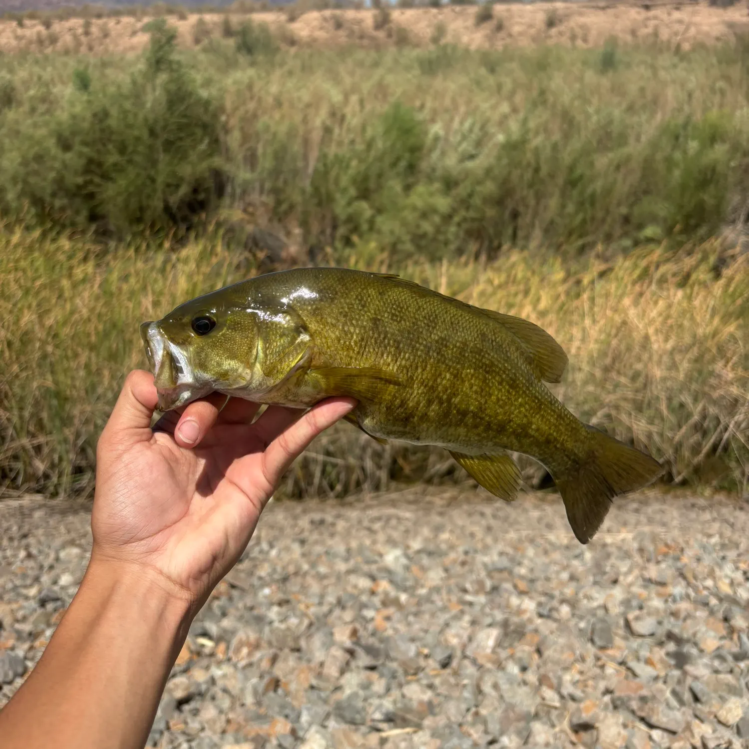 Smallmouth bass caught on Fishbrain