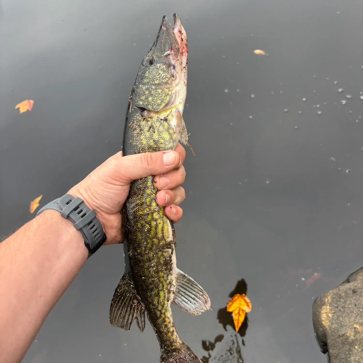 Chain pickerel caught on Fishbrain