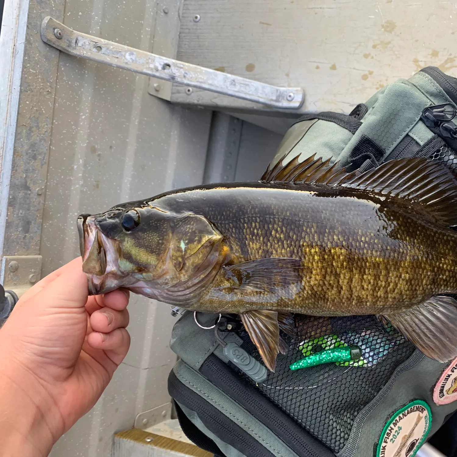 Smallmouth bass caught on Fishbrain