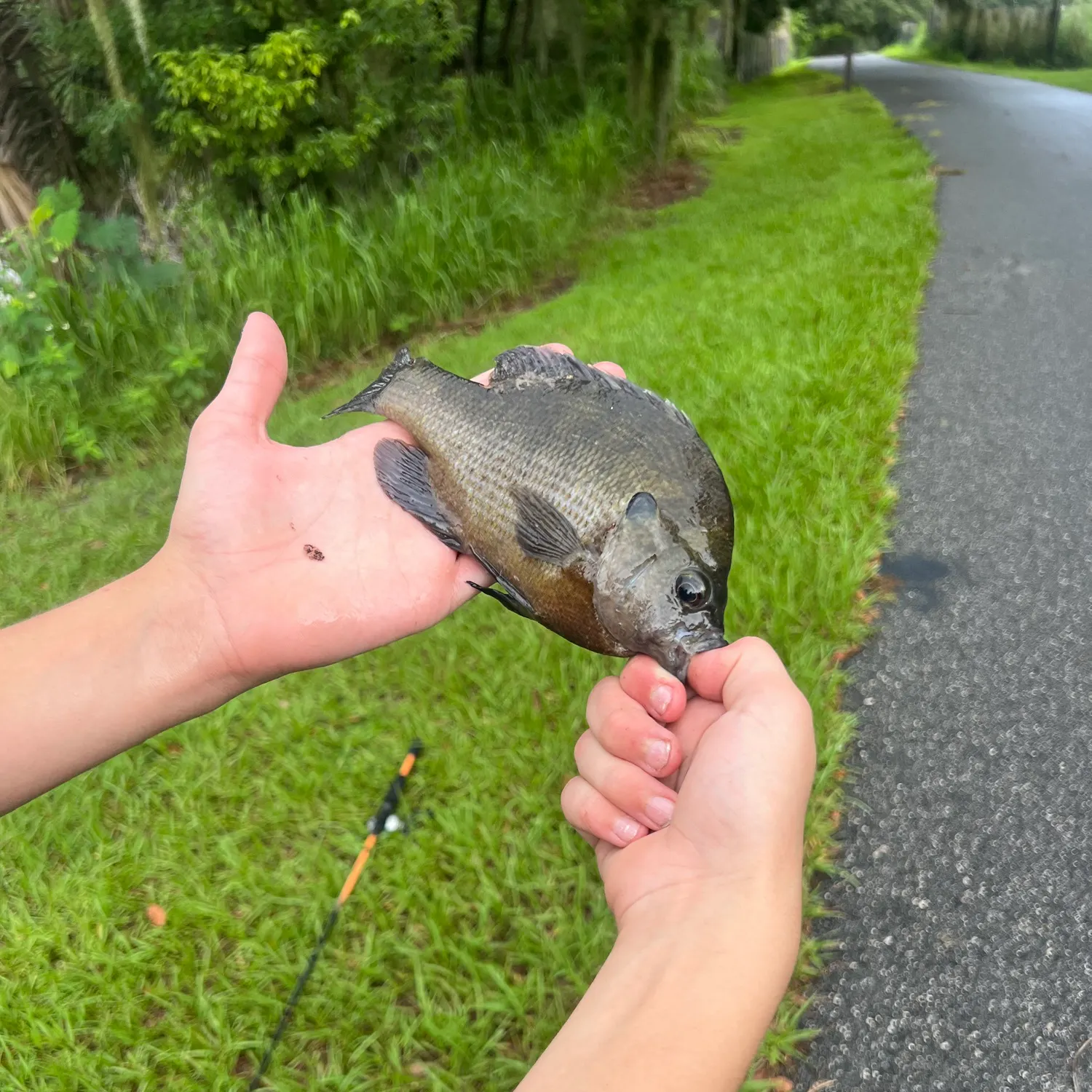 Bluegill caught on Fishbrain