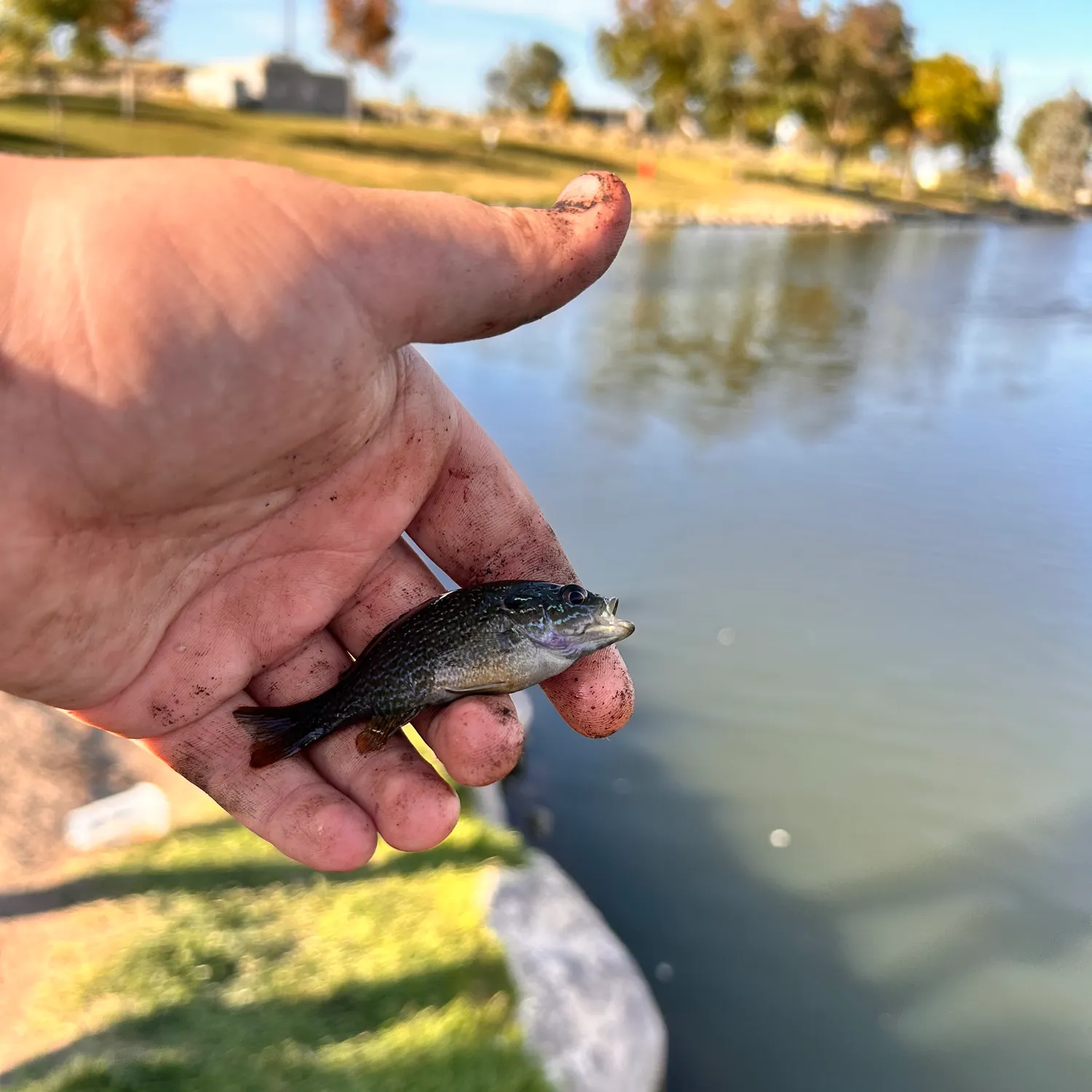 Green sunfish caught on Fishbrain