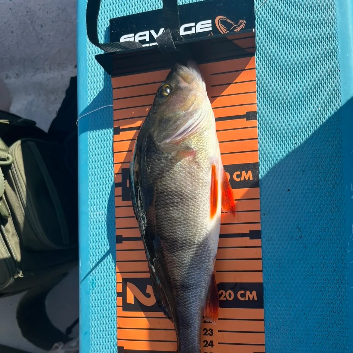 European perch caught on Fishbrain