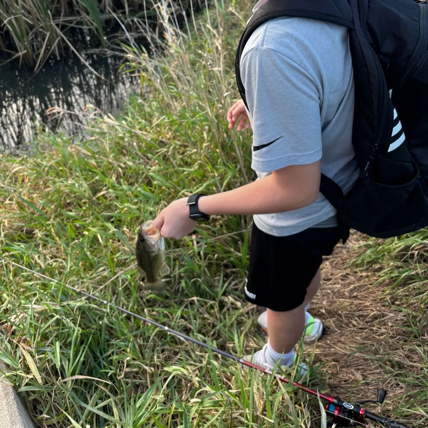 Largemouth bass caught on Fishbrain