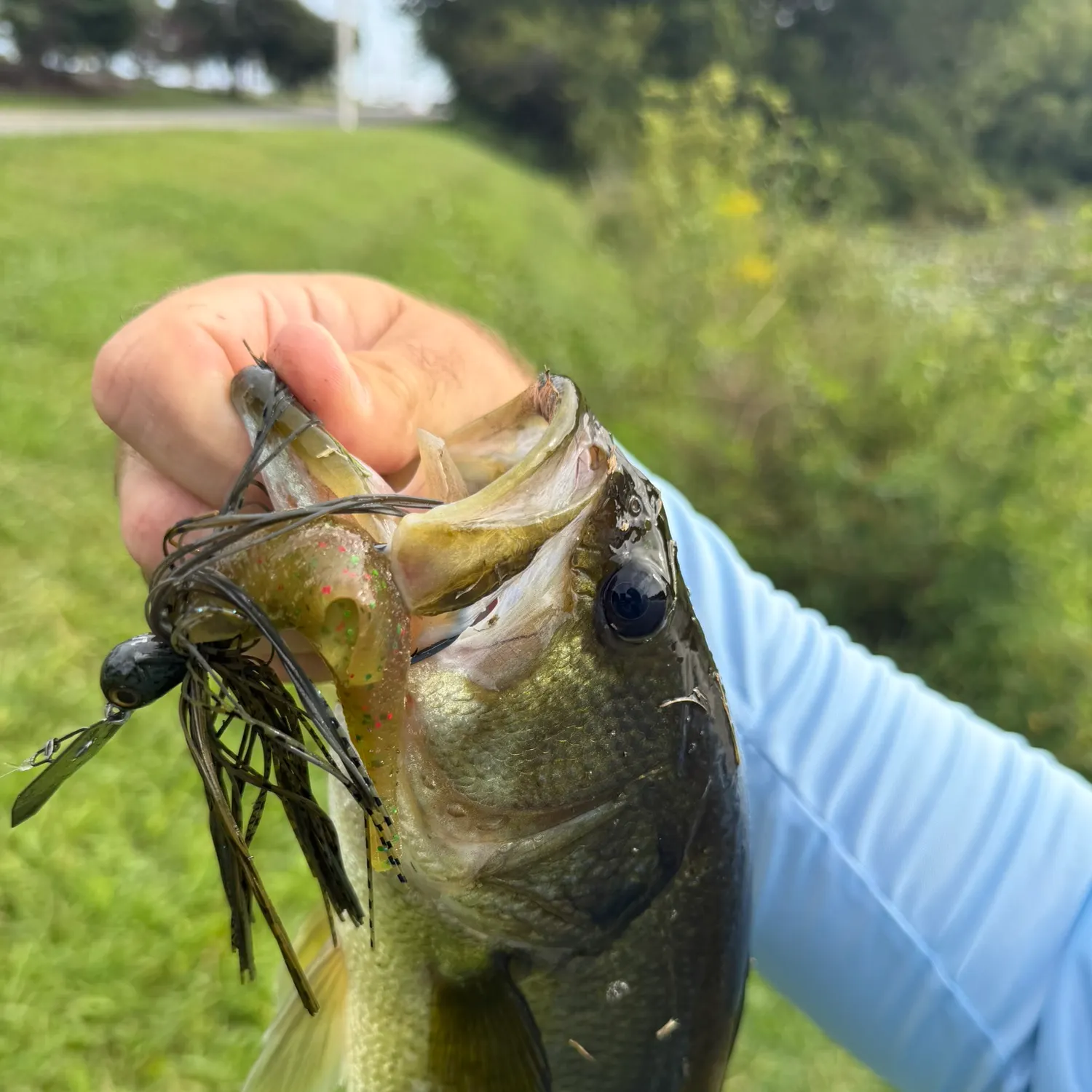 Largemouth bass caught on Fishbrain