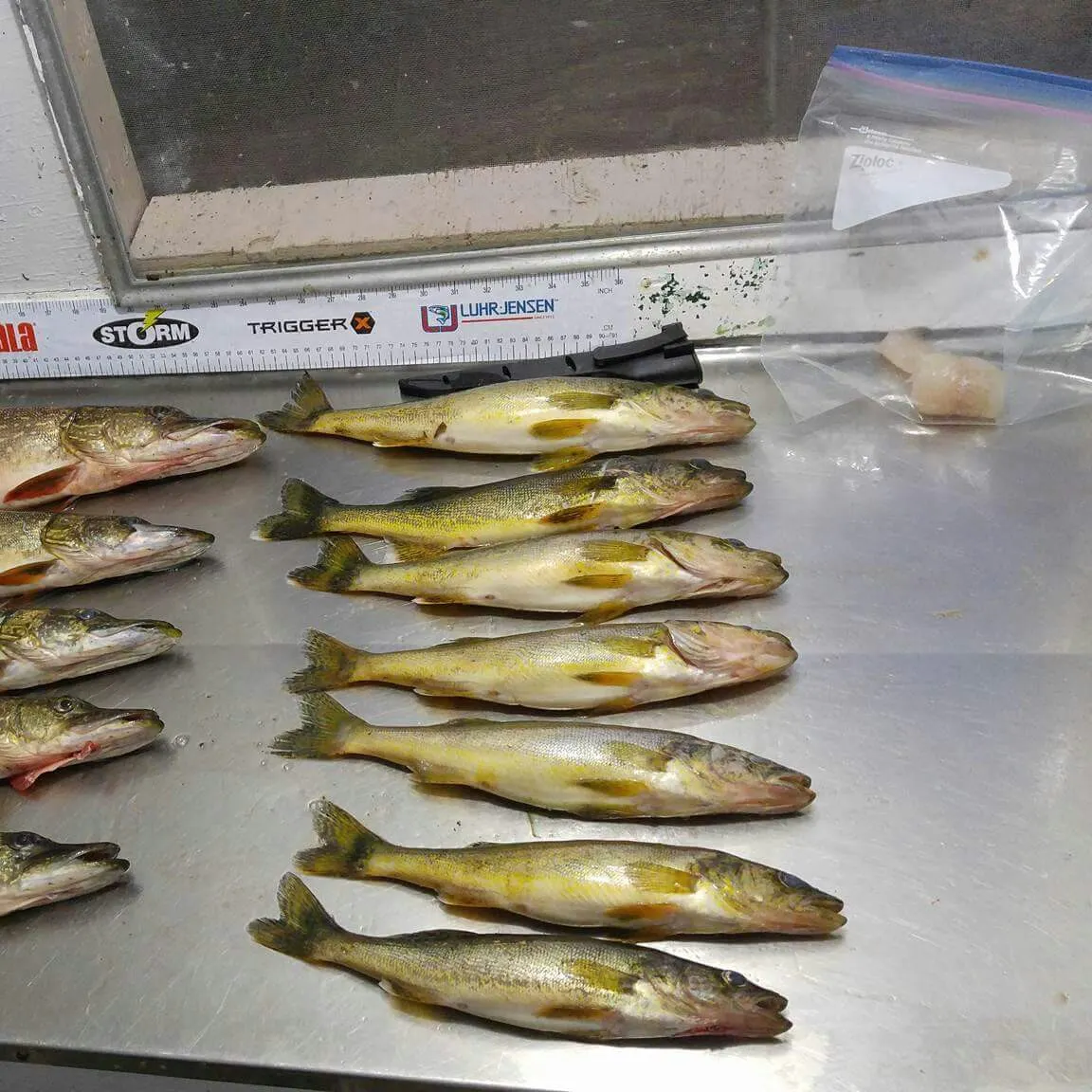 recently logged catches