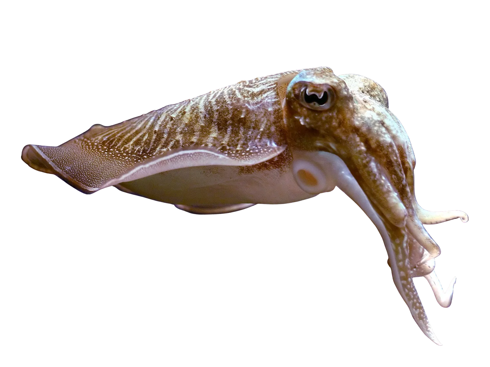 Common cuttlefish