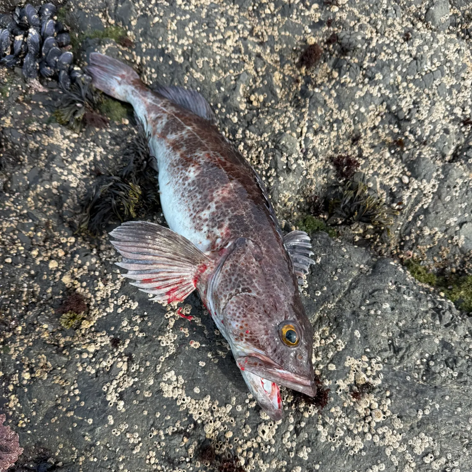 The most recent Lingcod catches on Fishbrain