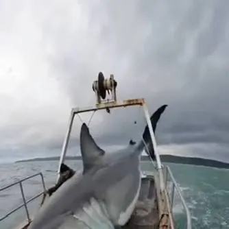 The most recent Great white shark catches on Fishbrain