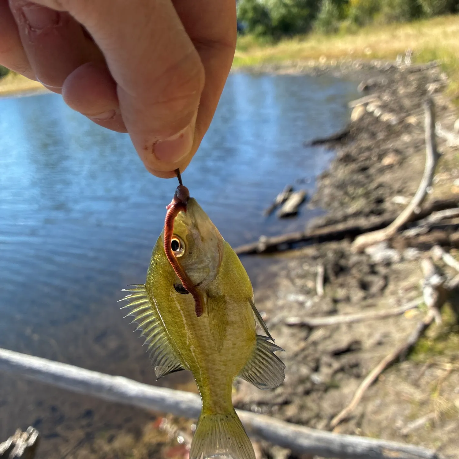 Bluegill caught on Fishbrain