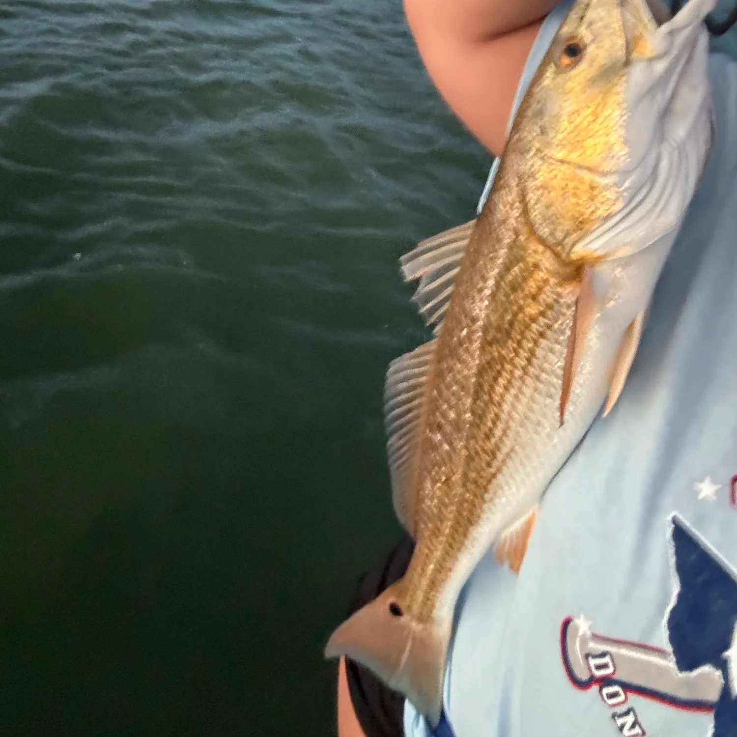 Red drum caught on Fishbrain