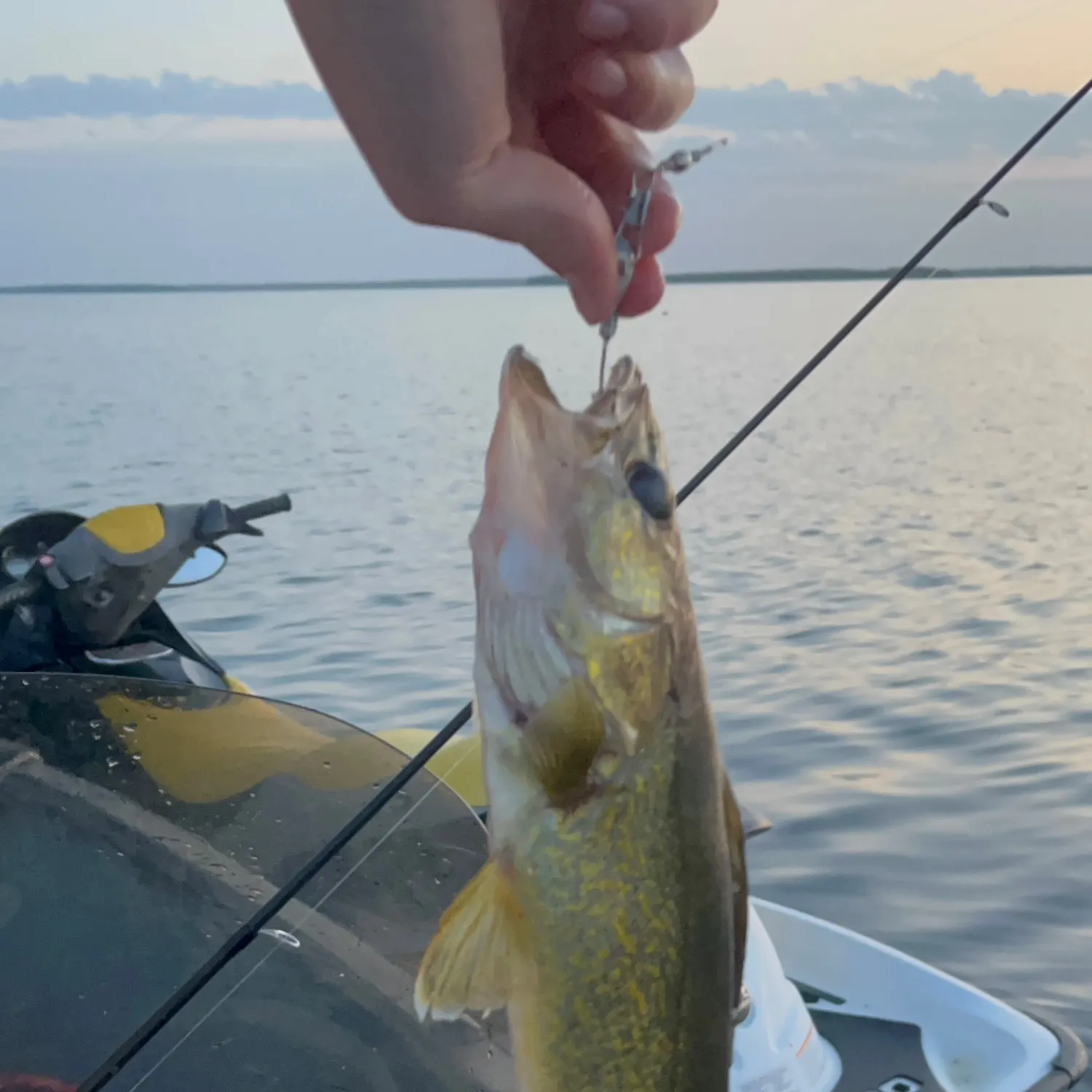 Walleye caught on Fishbrain