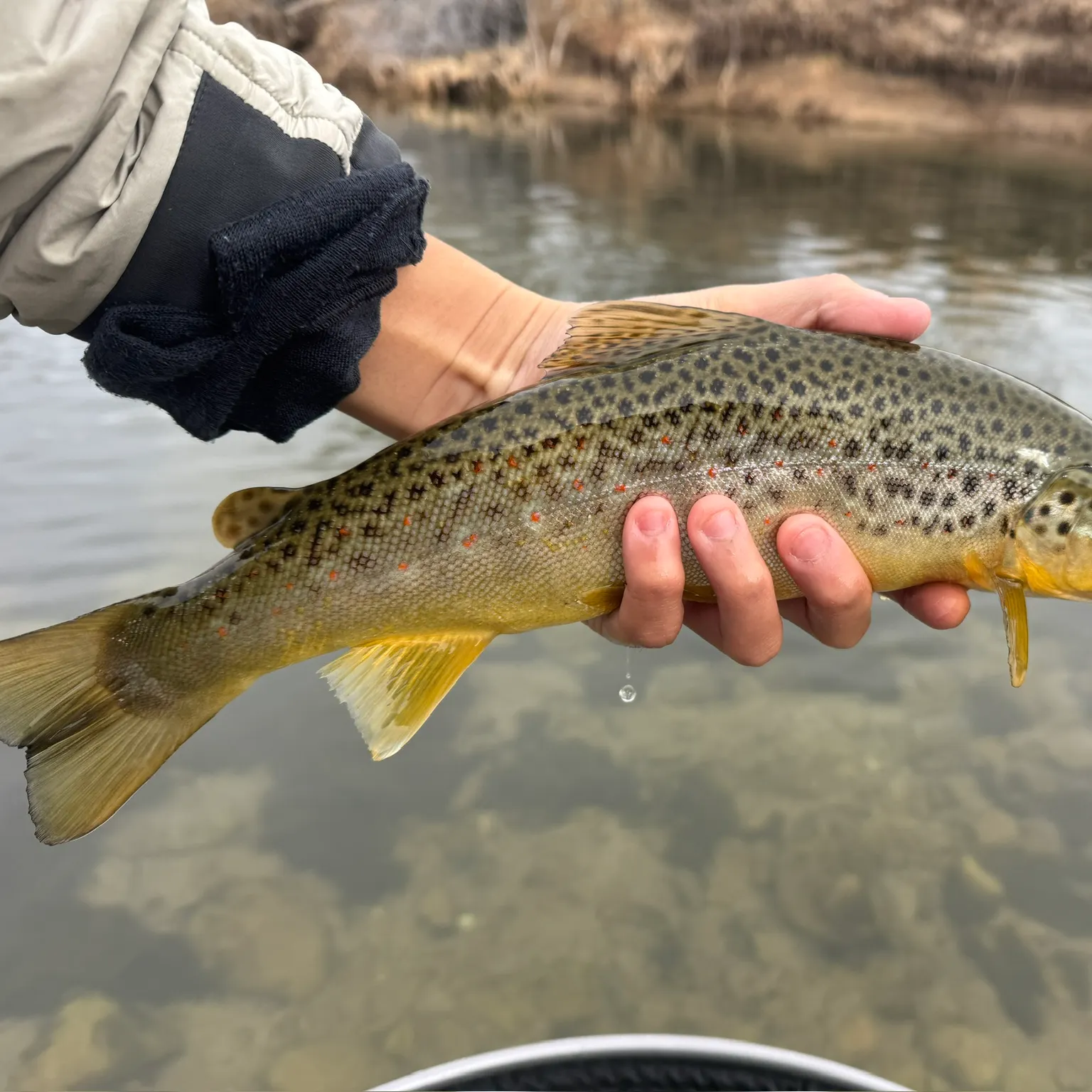 The most recent Brown trout catches on Fishbrain