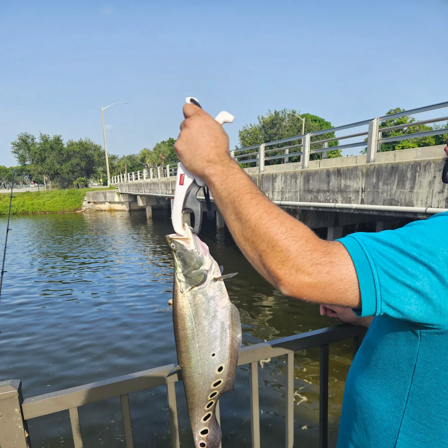 The most recent Clown knifefish catches on Fishbrain