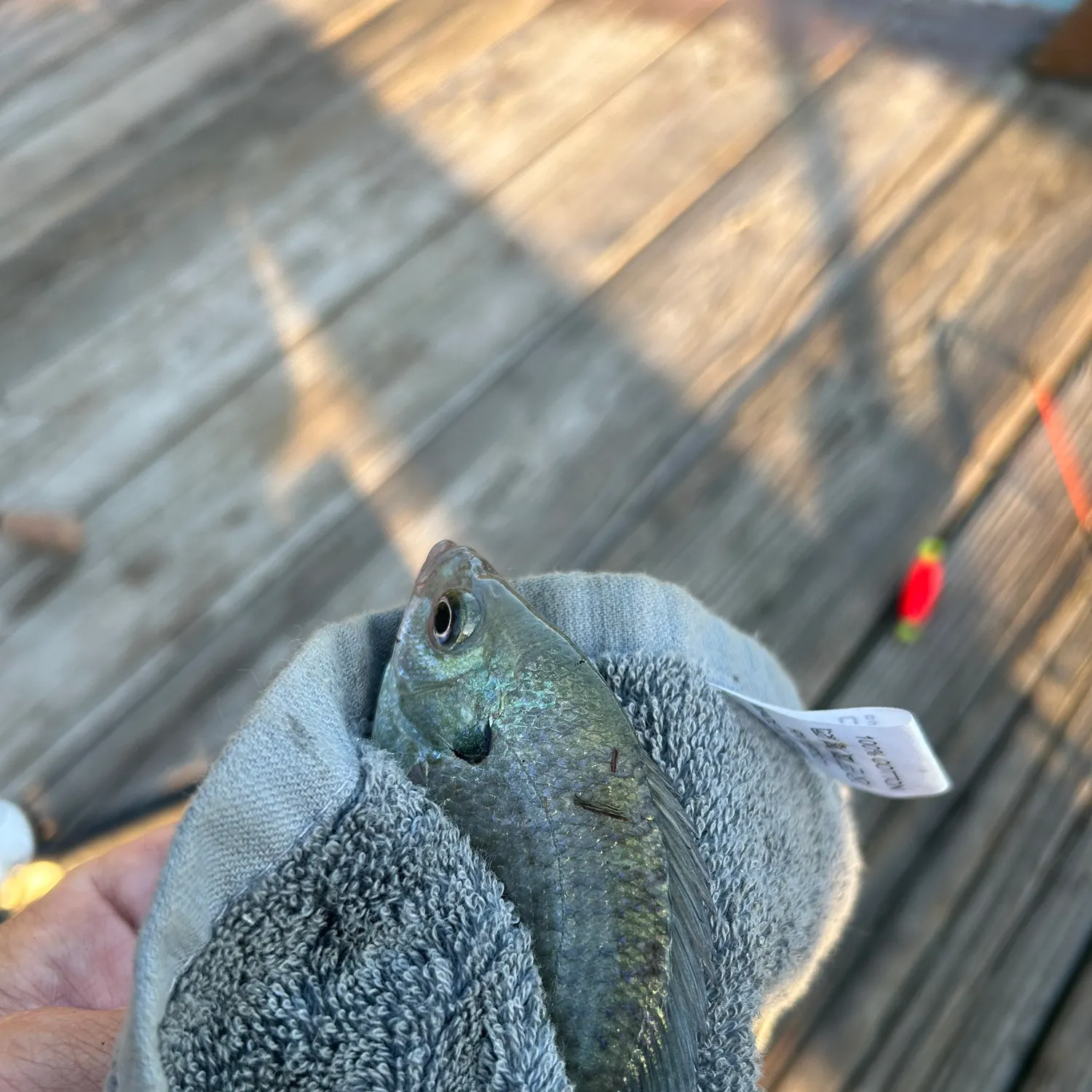 Bluegill caught on Fishbrain
