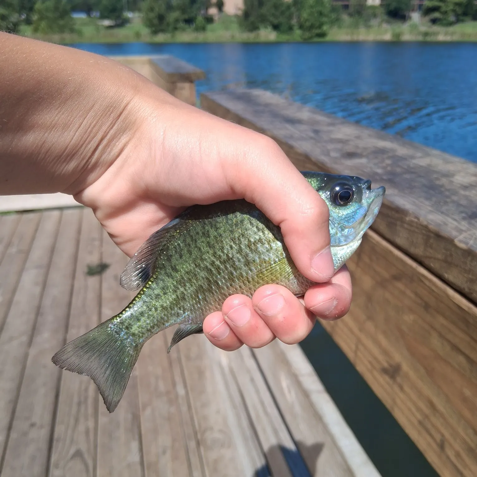 Bluegill caught on Fishbrain