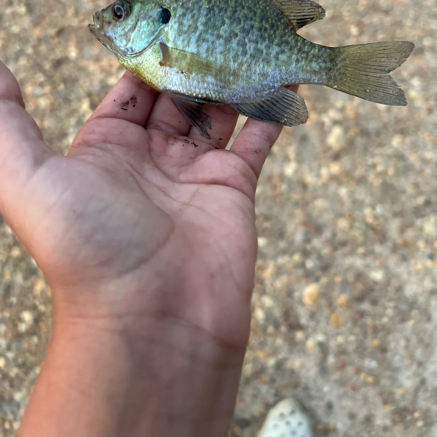 Bluegill caught on Fishbrain
