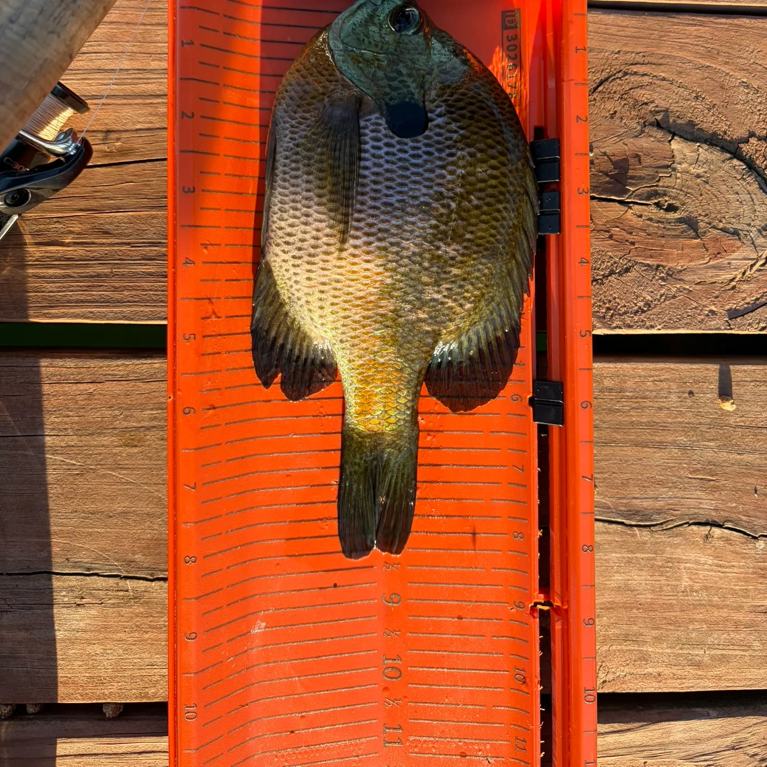 Bluegill caught on Fishbrain